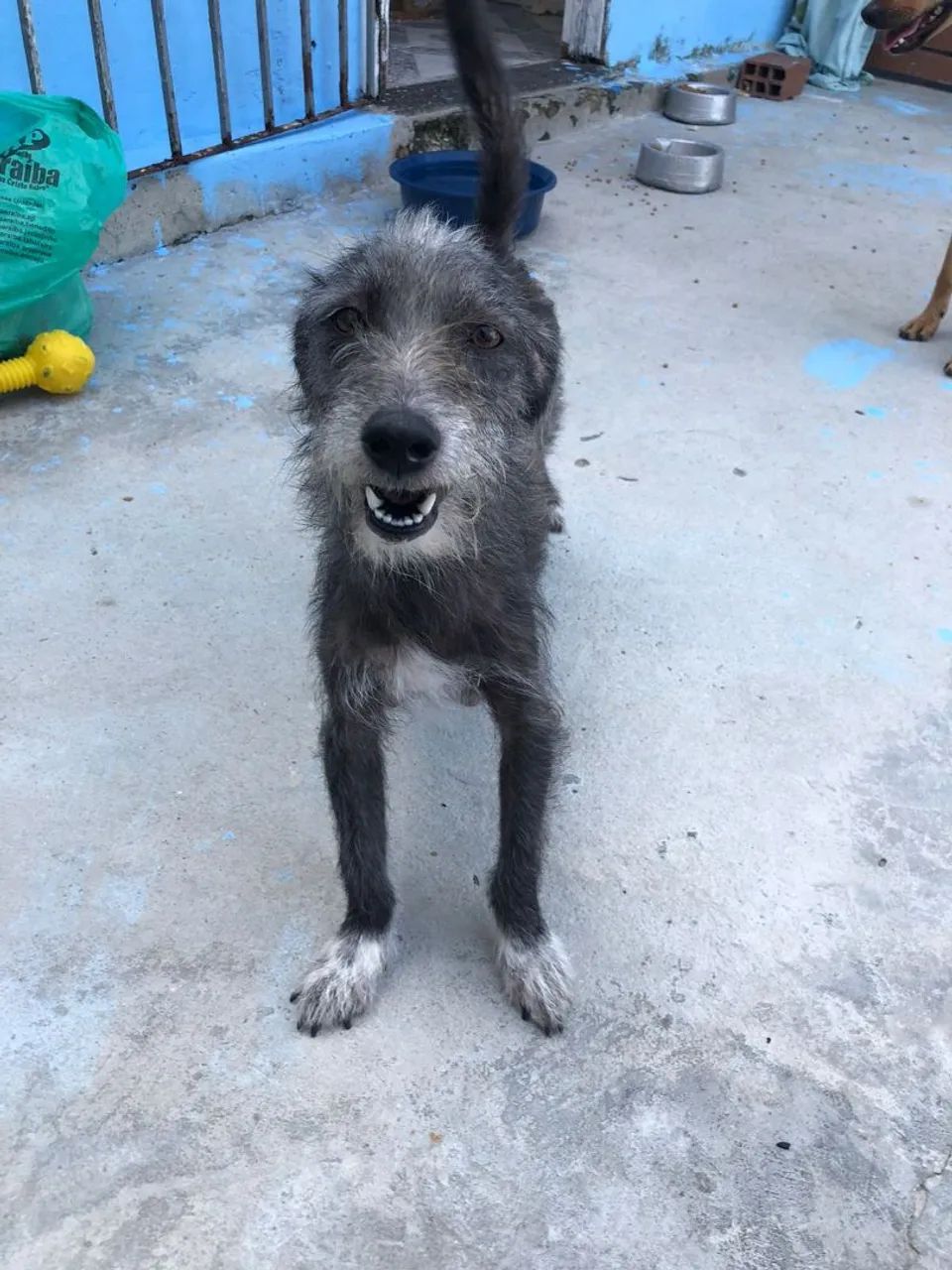 Adoção fêmea  - Foto 4