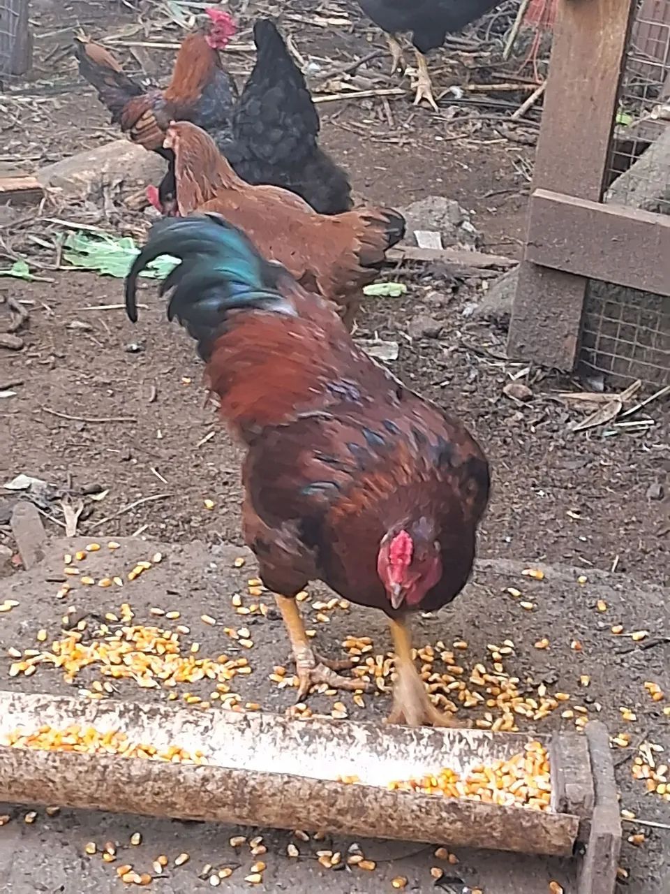 Vendo esses 2 galos  - Foto 2