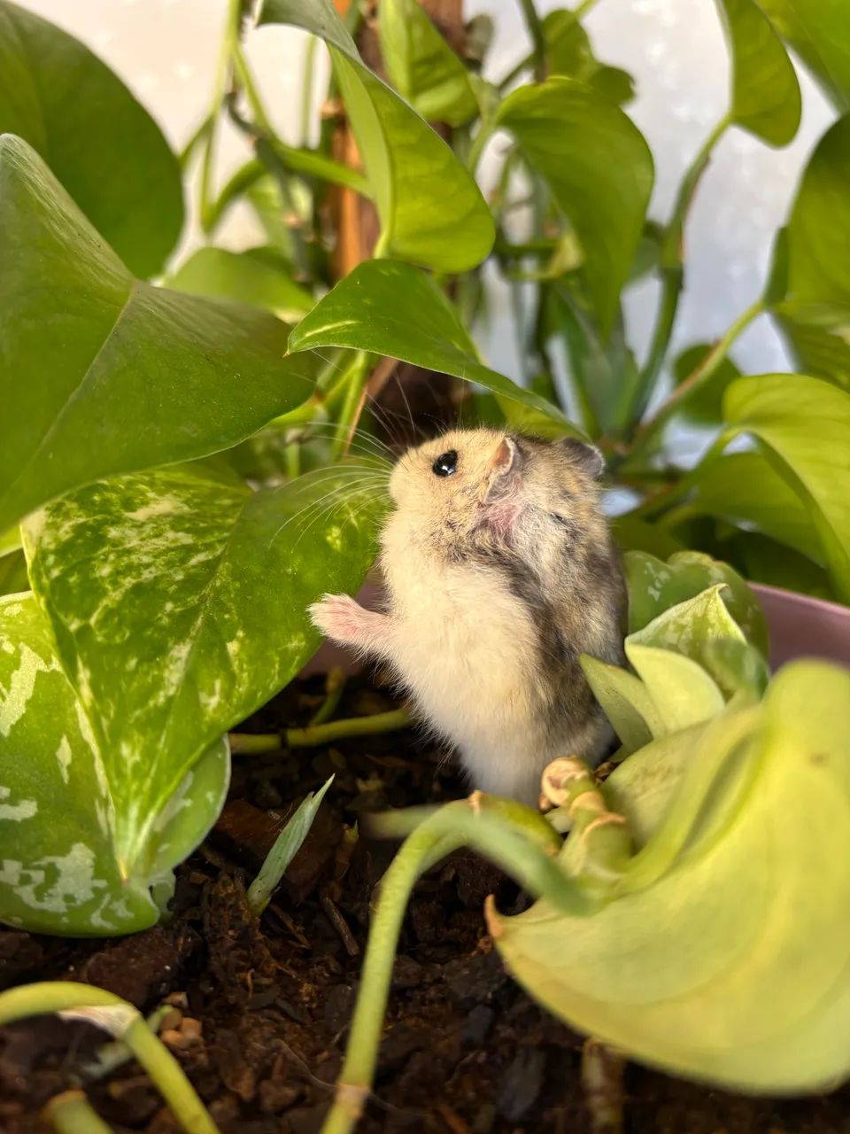 Hamster anão russo  - Foto 5