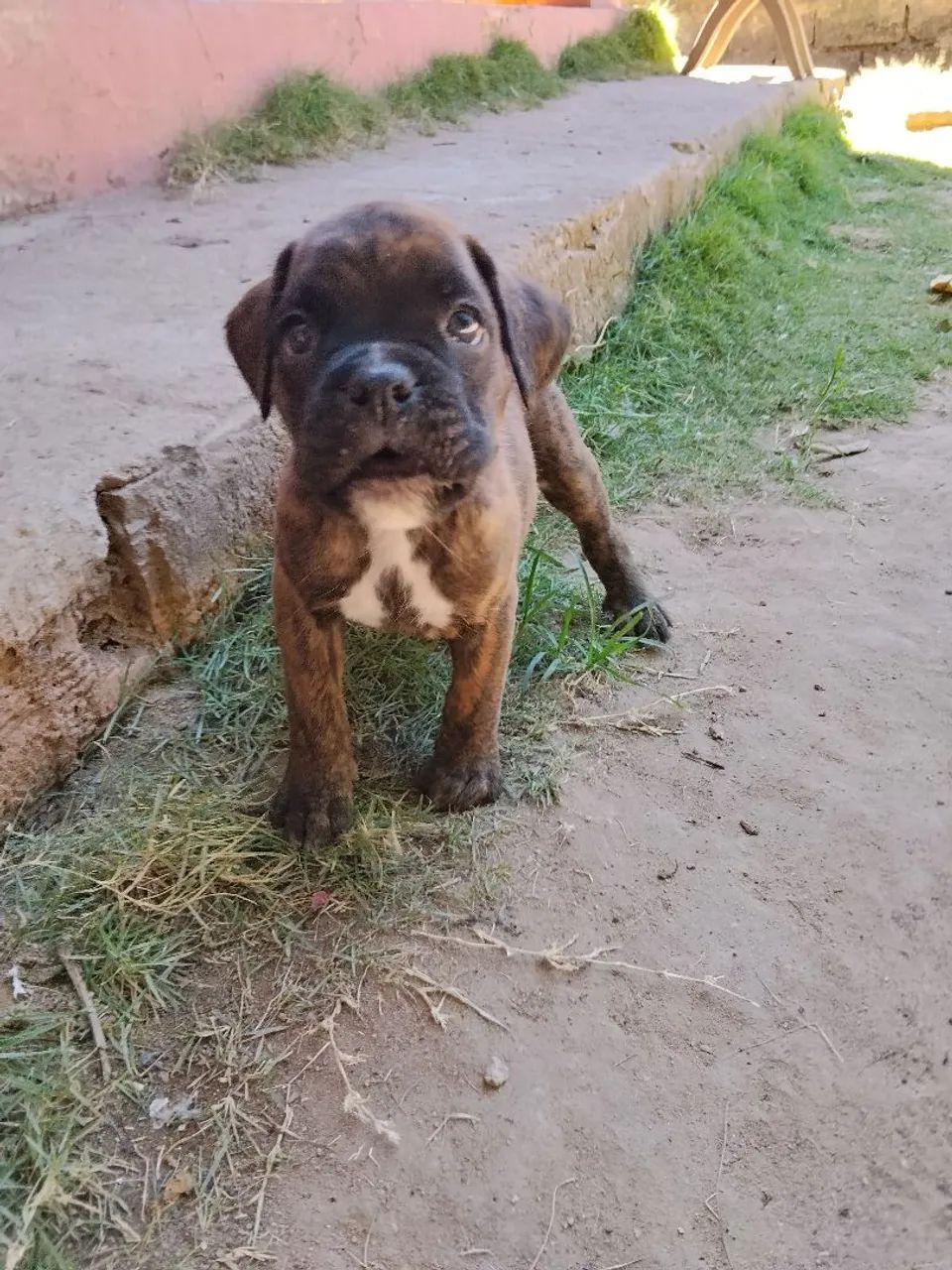 FILHOTES DE BOXER À VENDA - Foto 3