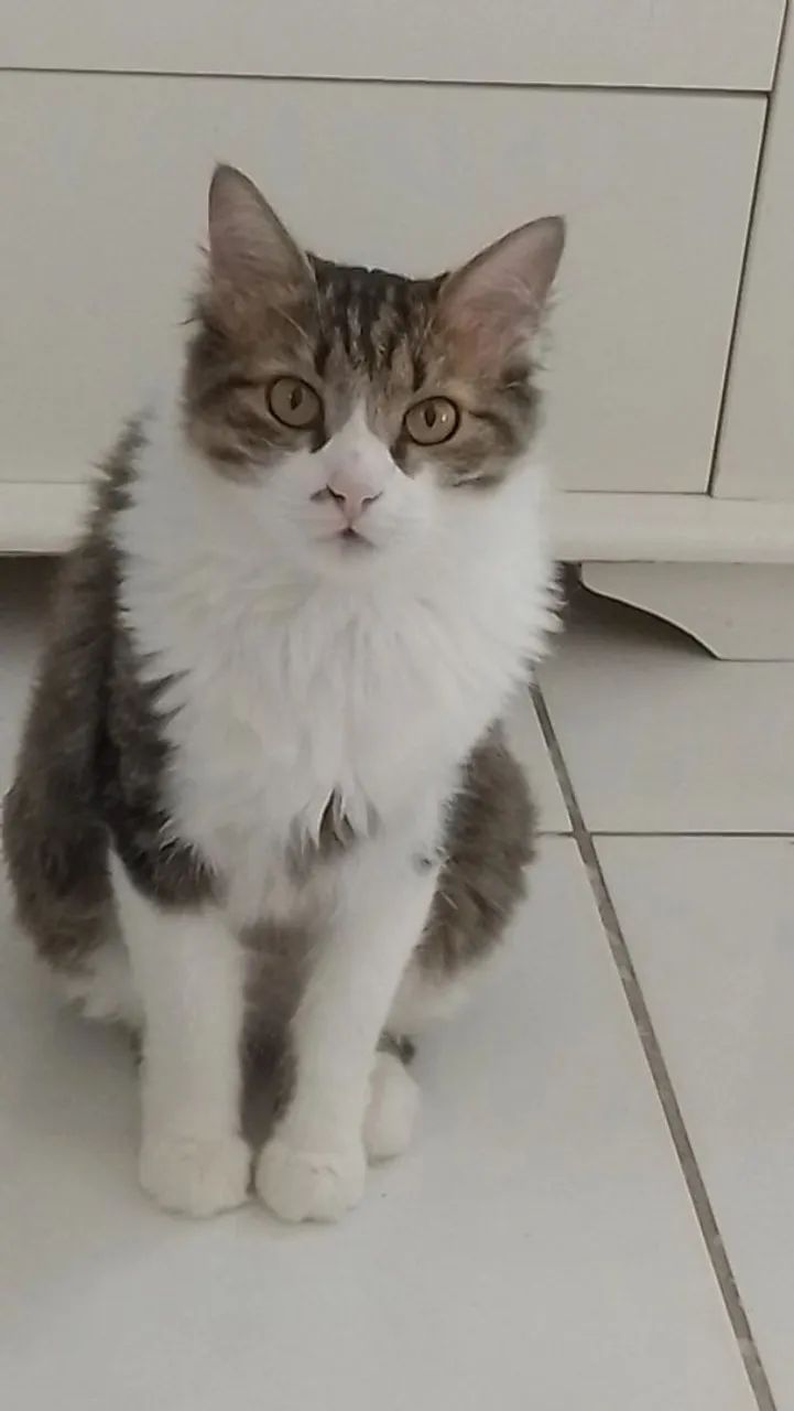 Doa se gatinho macho castrado tem 2 ano - Foto 2