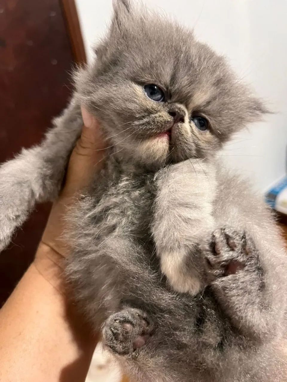 Gato persa - Adora ronronar 