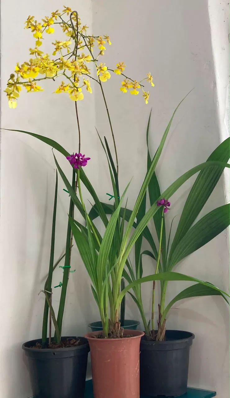 vendas de orquídeas 