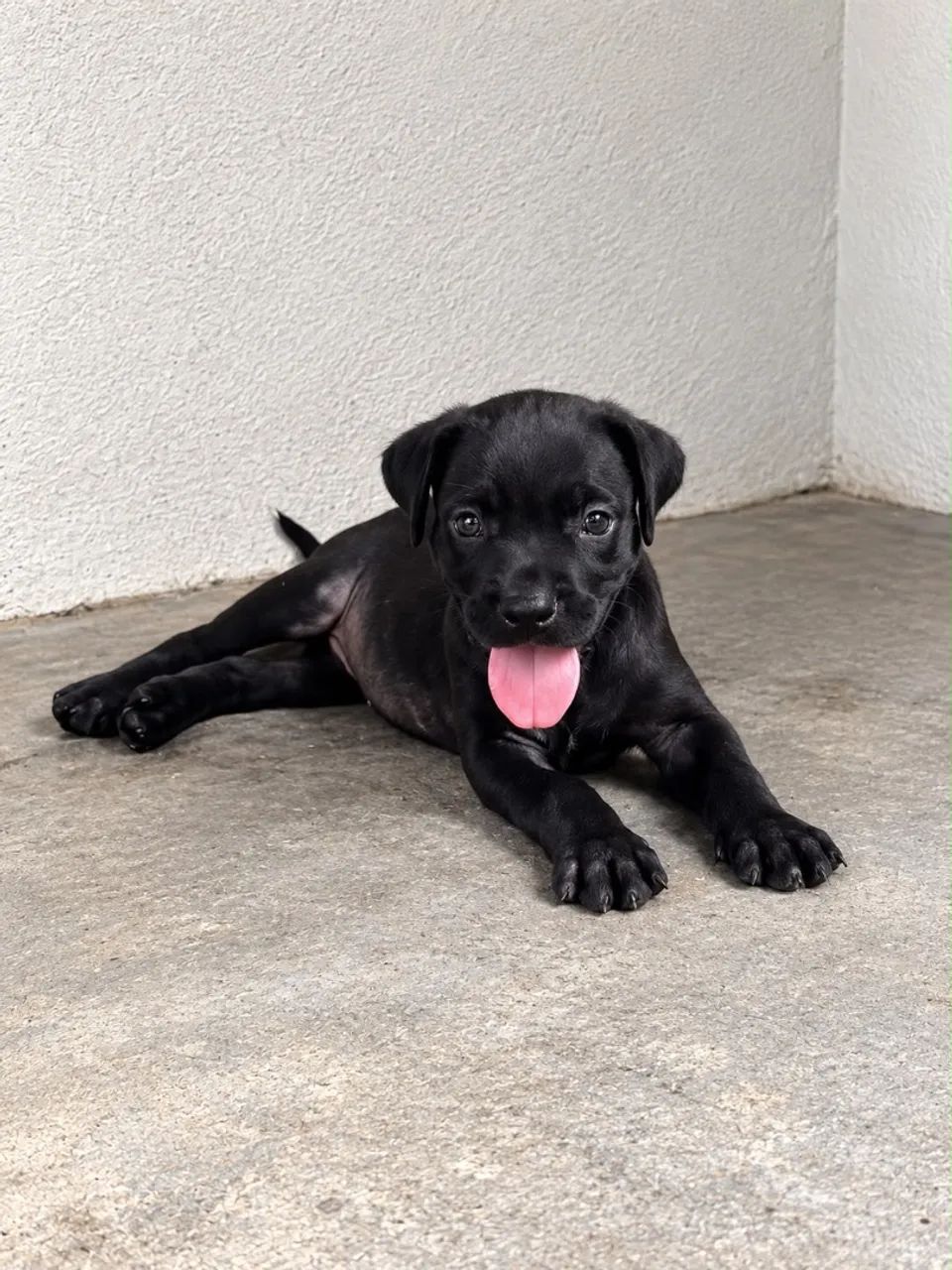 ? CANE CORSO PURO - FILHOTES - Foto 3
