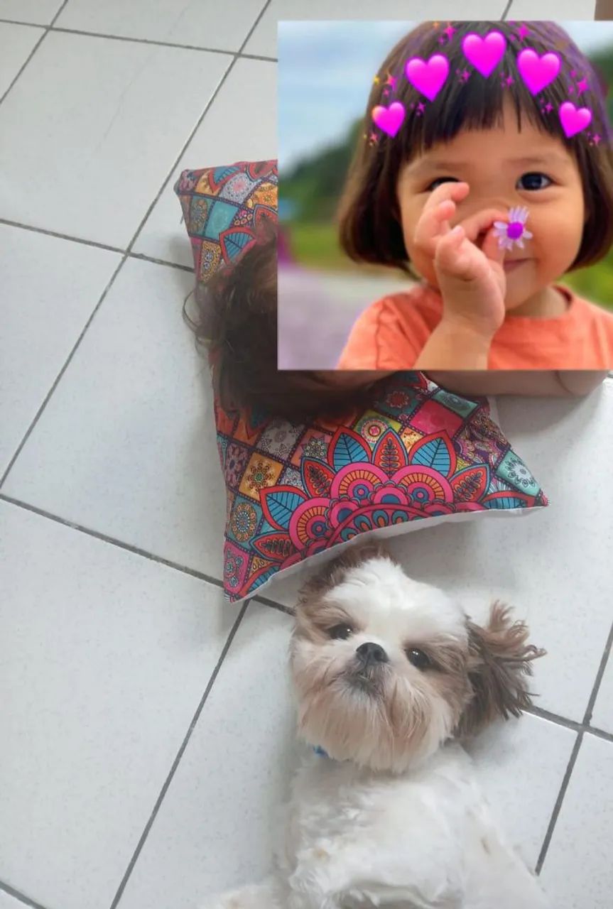 Vende-se  SHIH TZU macho de 11 meses, com pedigree. - Foto 3