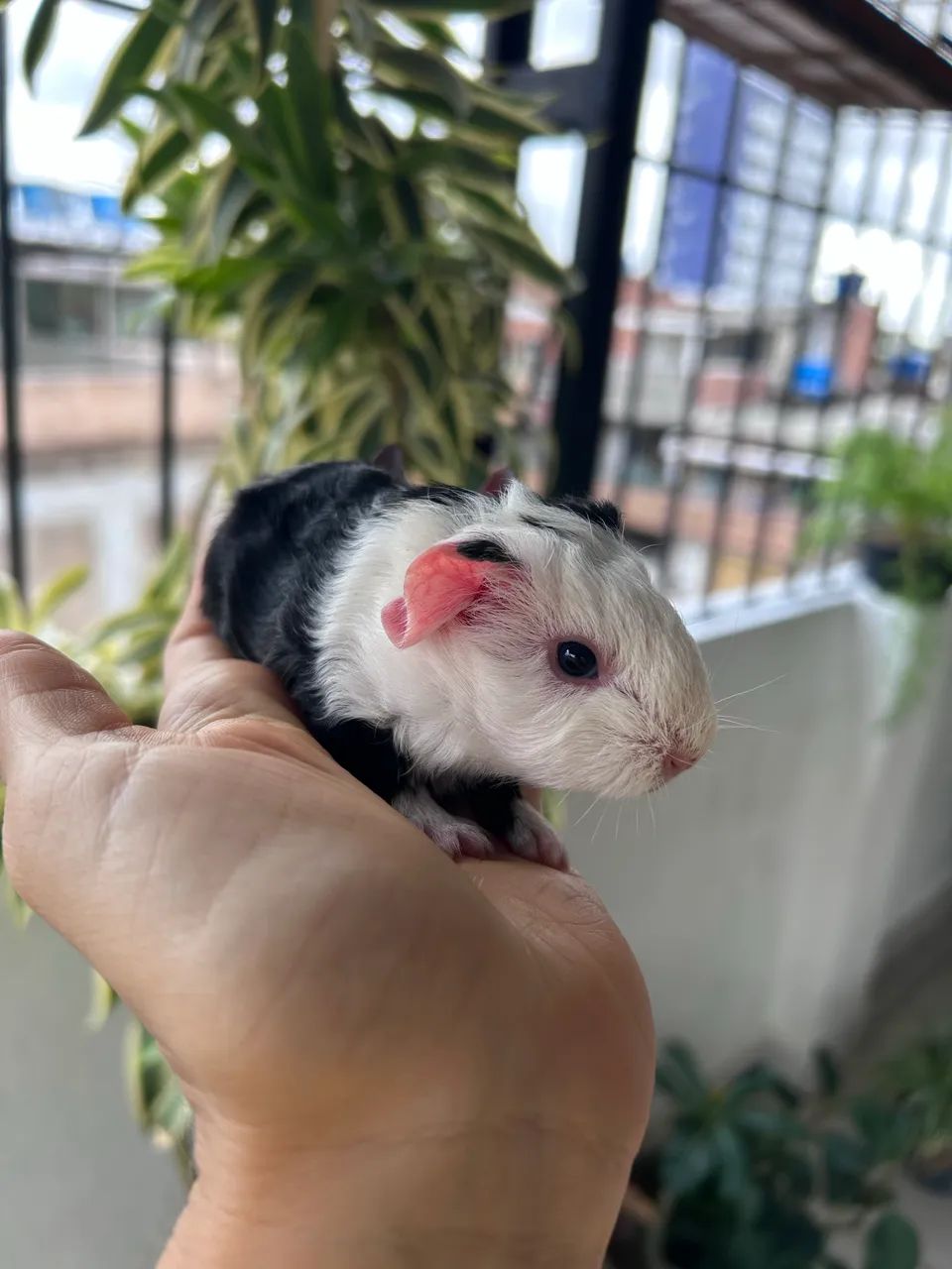 Porquinho da índia portador - Foto 2