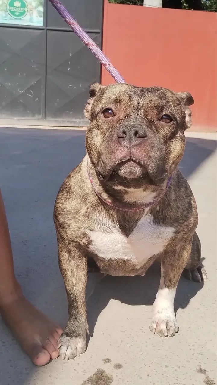 Filhotes de American Bully Pit monster - Foto 2