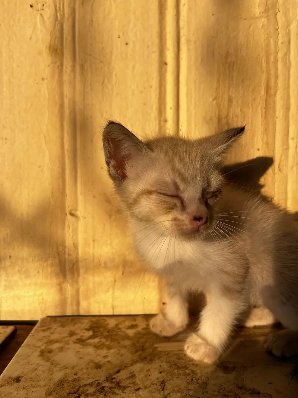 Gatinhas para doação  - Foto 2