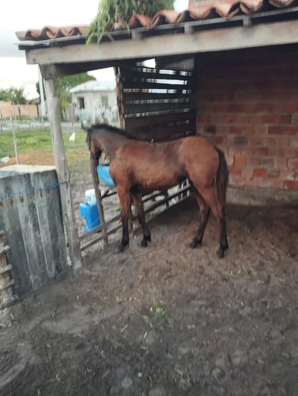 Vende-se ou troca potra mangalarga marchador 08 meses  - Foto 3
