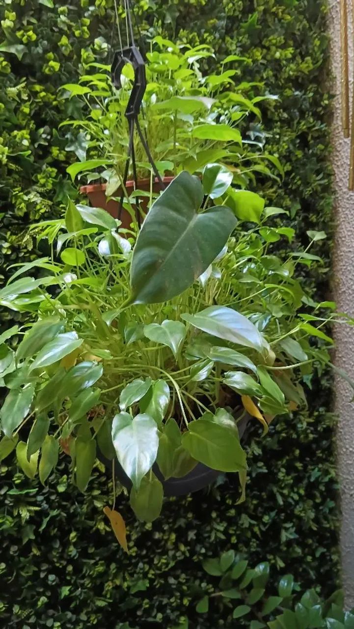 Mudas plantas - Mini Imbé, Philoendron  - Foto 4