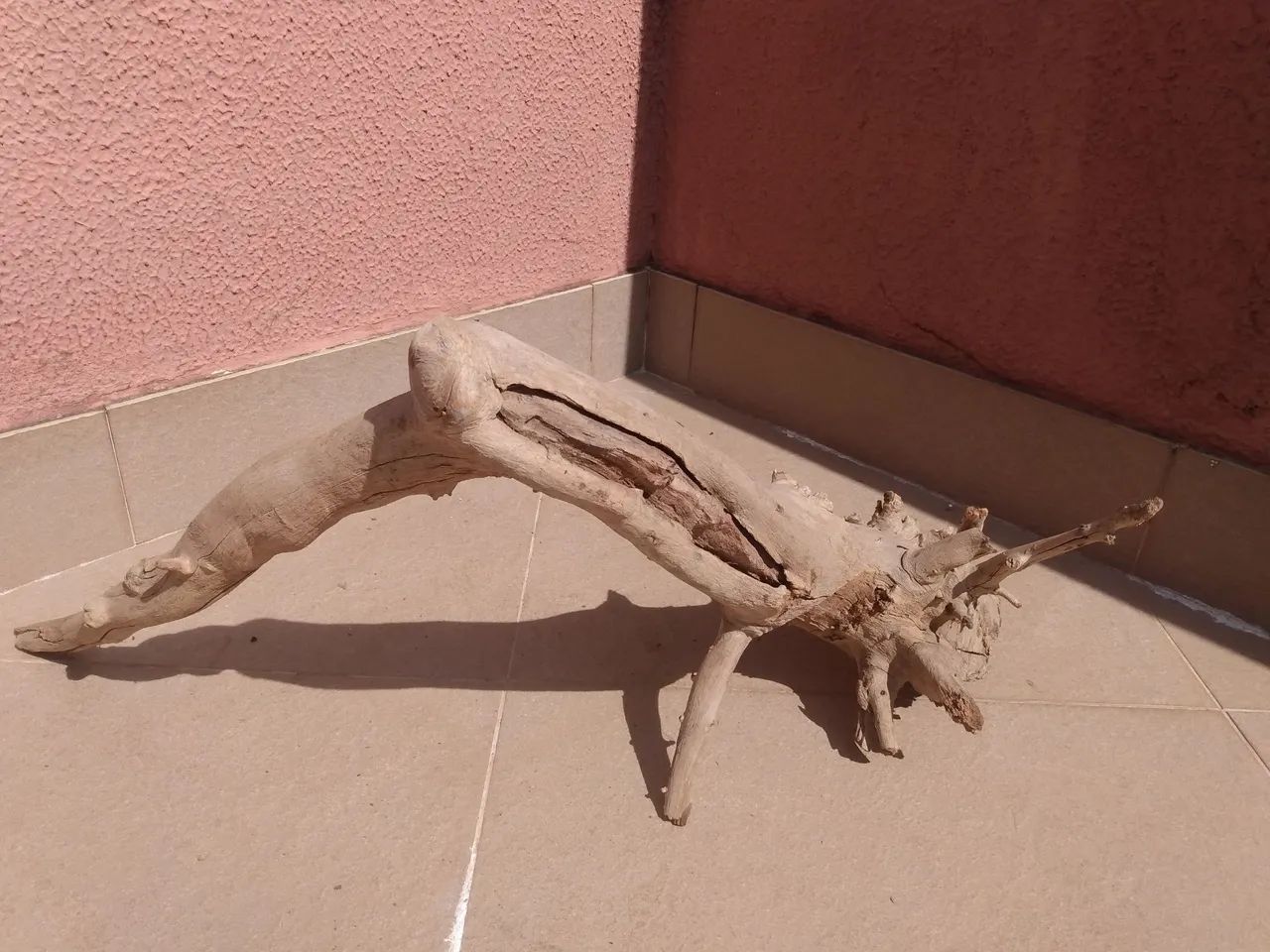 Raízes para terrários  - Foto 5