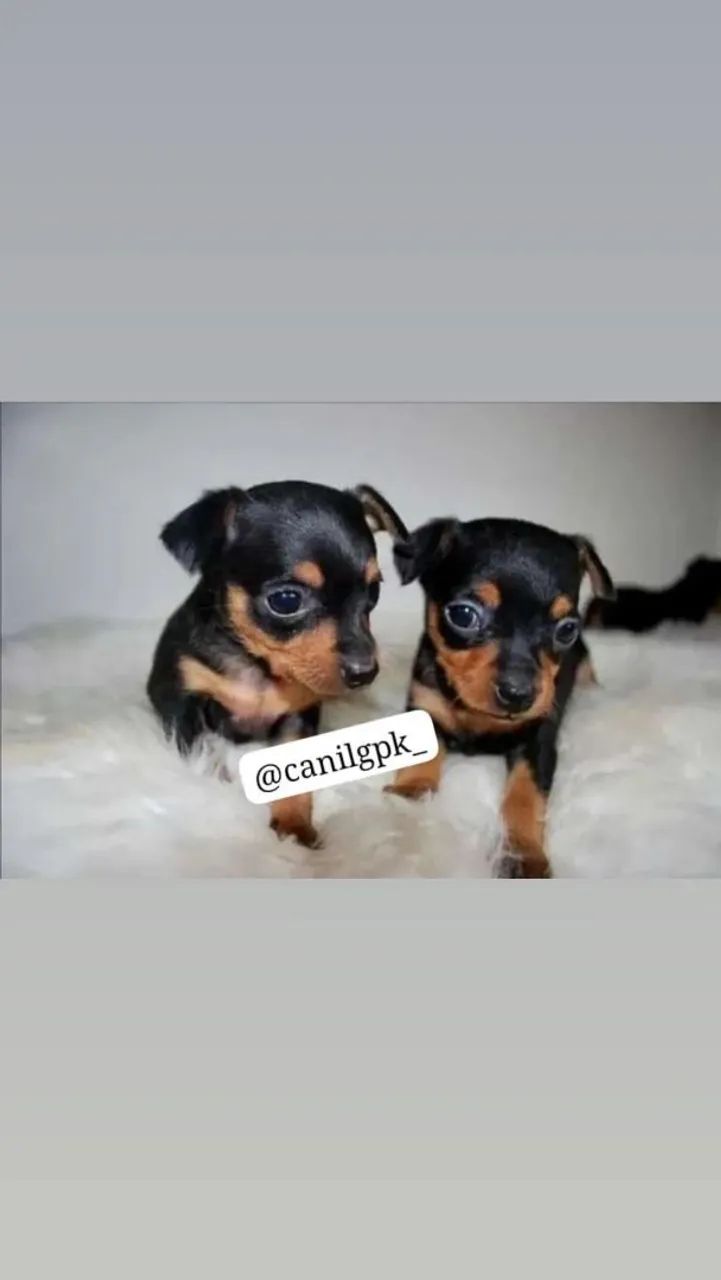 Pinscher macho e fêmea miniatura! - Foto 3