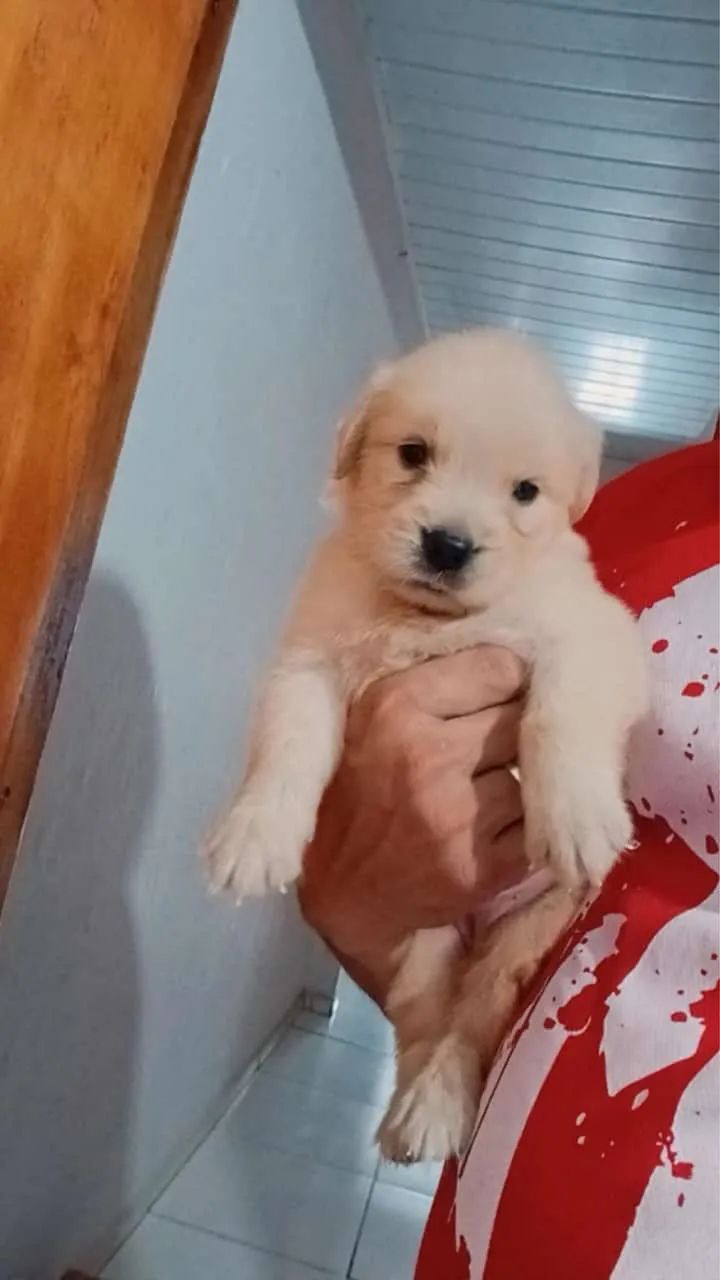 Cachorro 