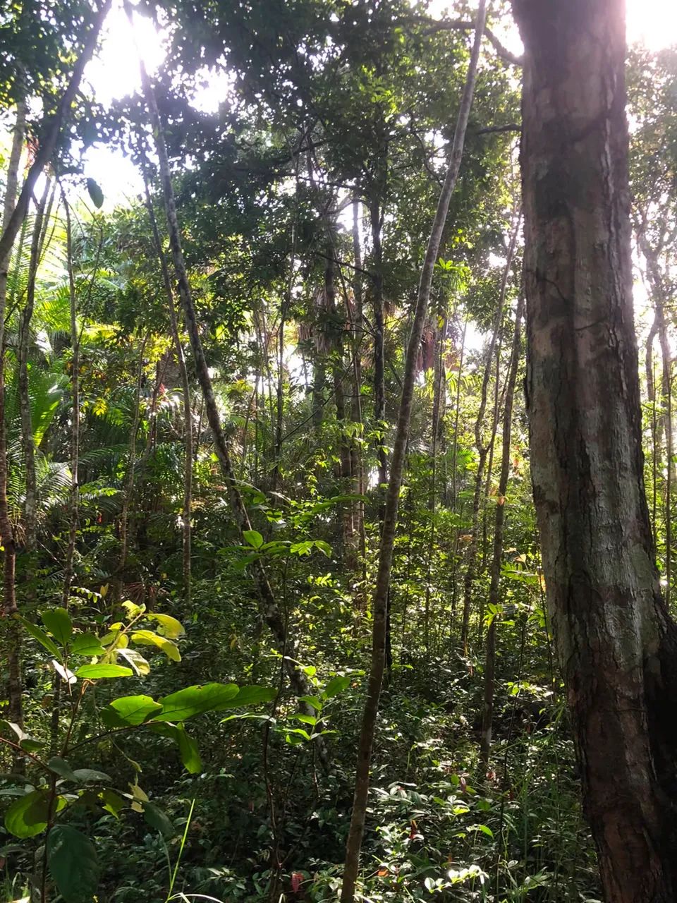 VENDE-SE TERRENO NA ILHA DE SANTANA/AP - Foto 3