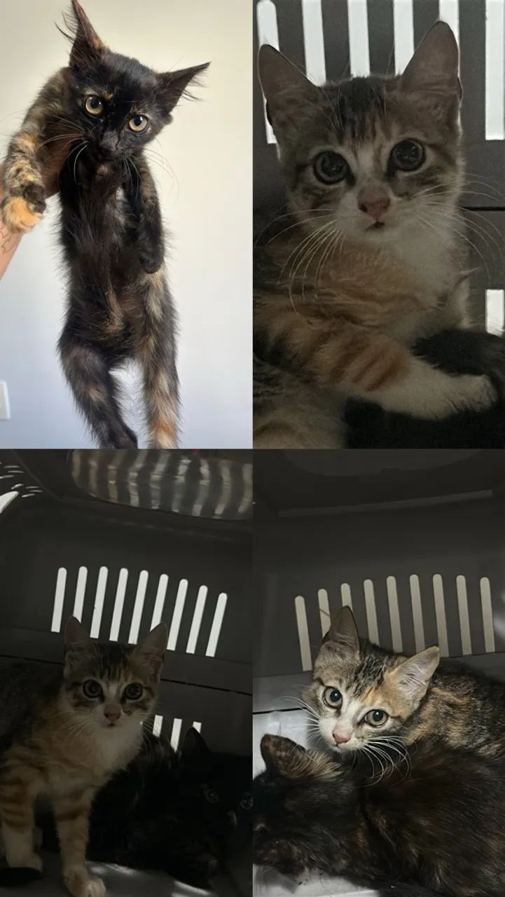 Gatinhas para adoção  - Foto 2