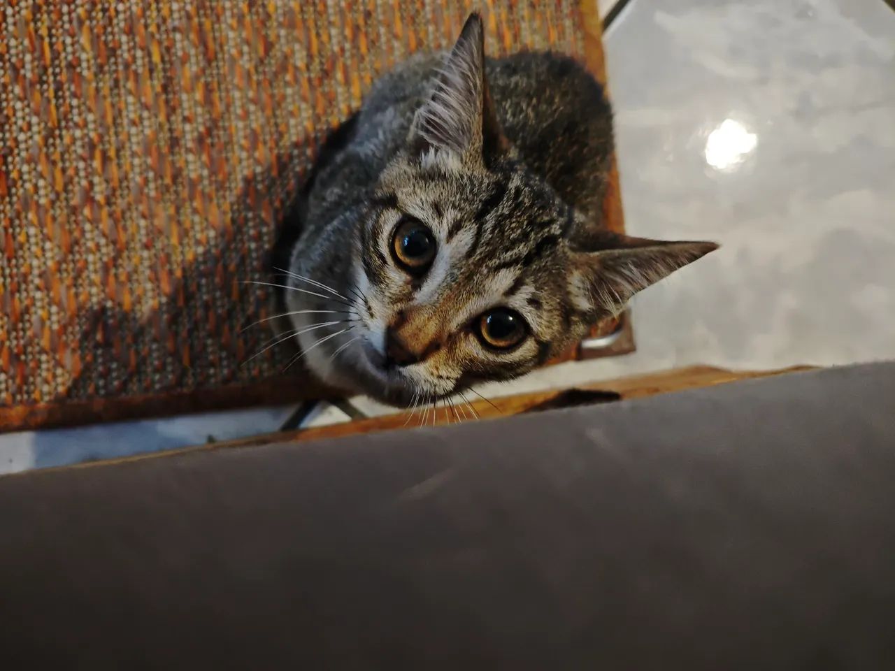 Gatinho para Adoção  - Foto 3