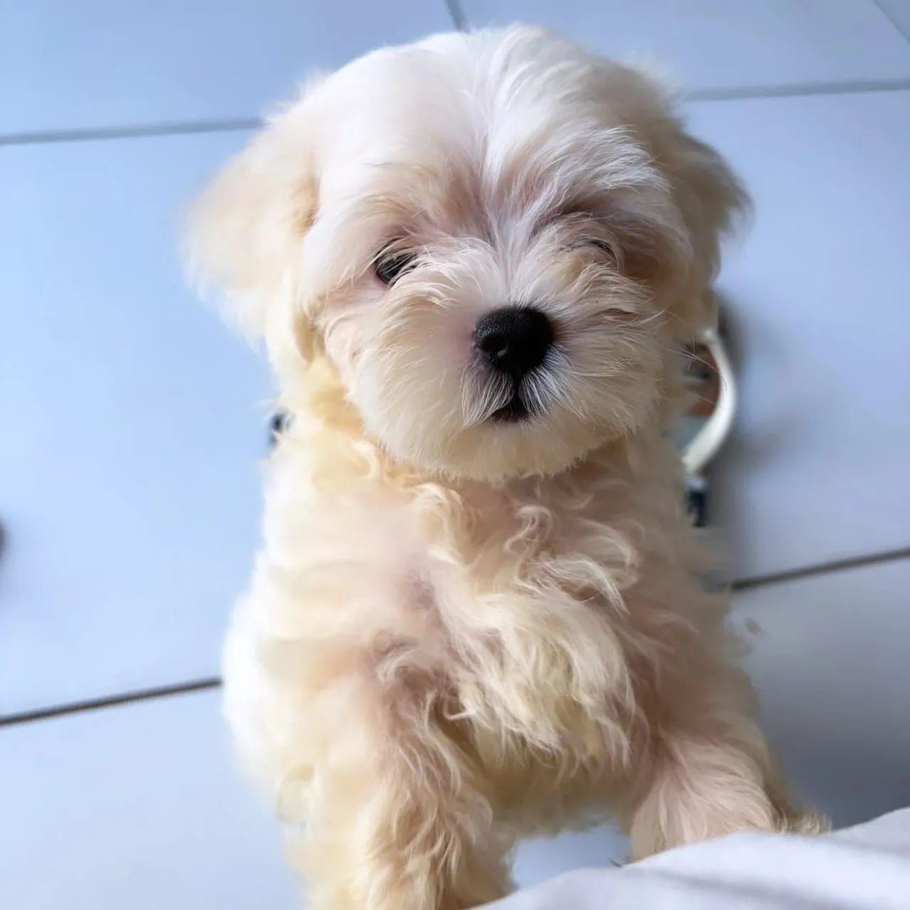 Maltês Macho Micro 