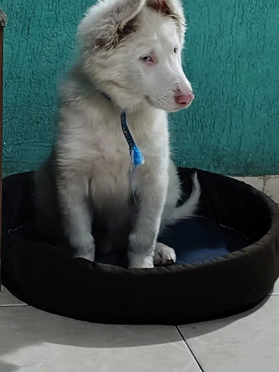 Cachorro boder collie  - Foto 2