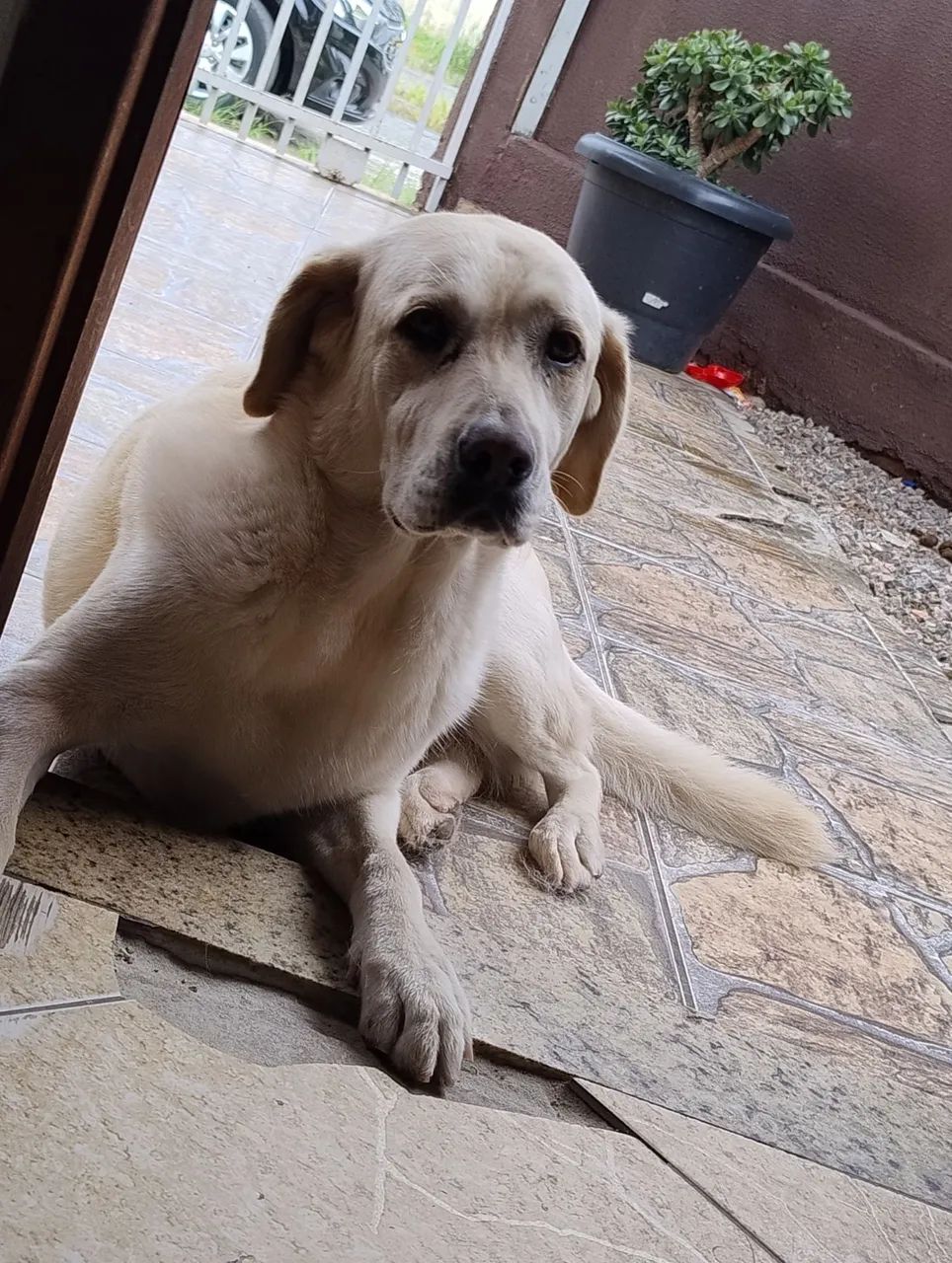 Doação labrador - Foto 2