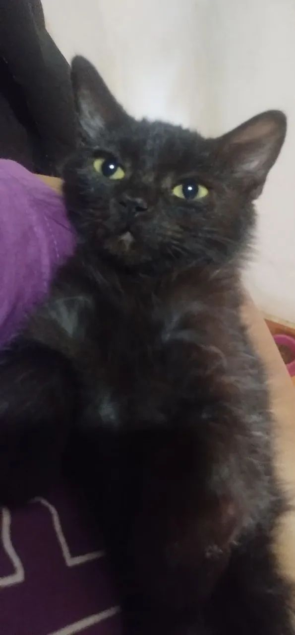 Doação gatinho macho  - Foto 2