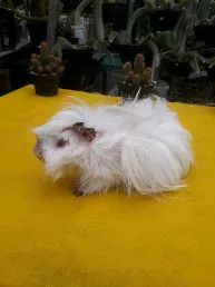 porquinho da Índia inglês  - Foto 2