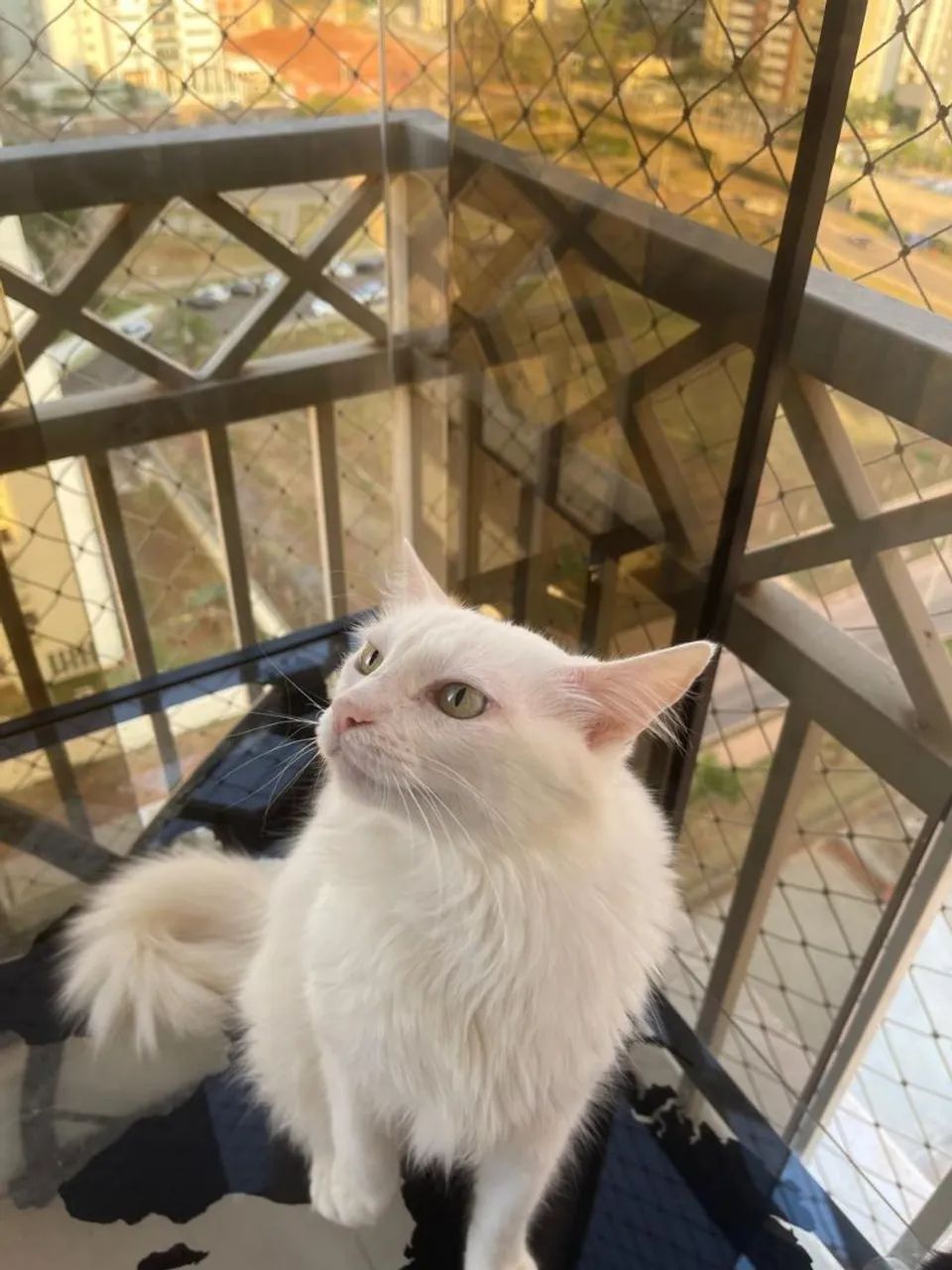PROCURA-SE Gata Angorá  - Foto 3