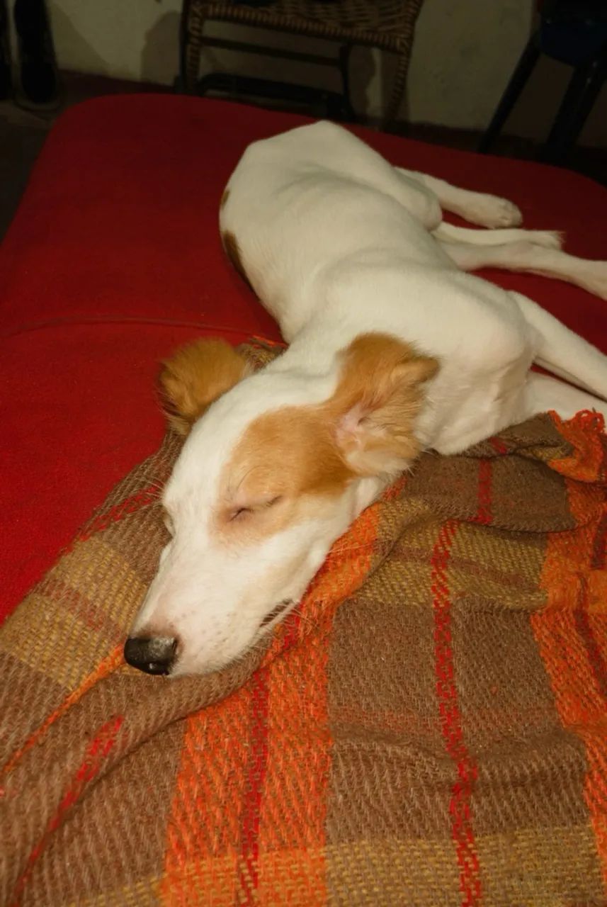 Doação pet