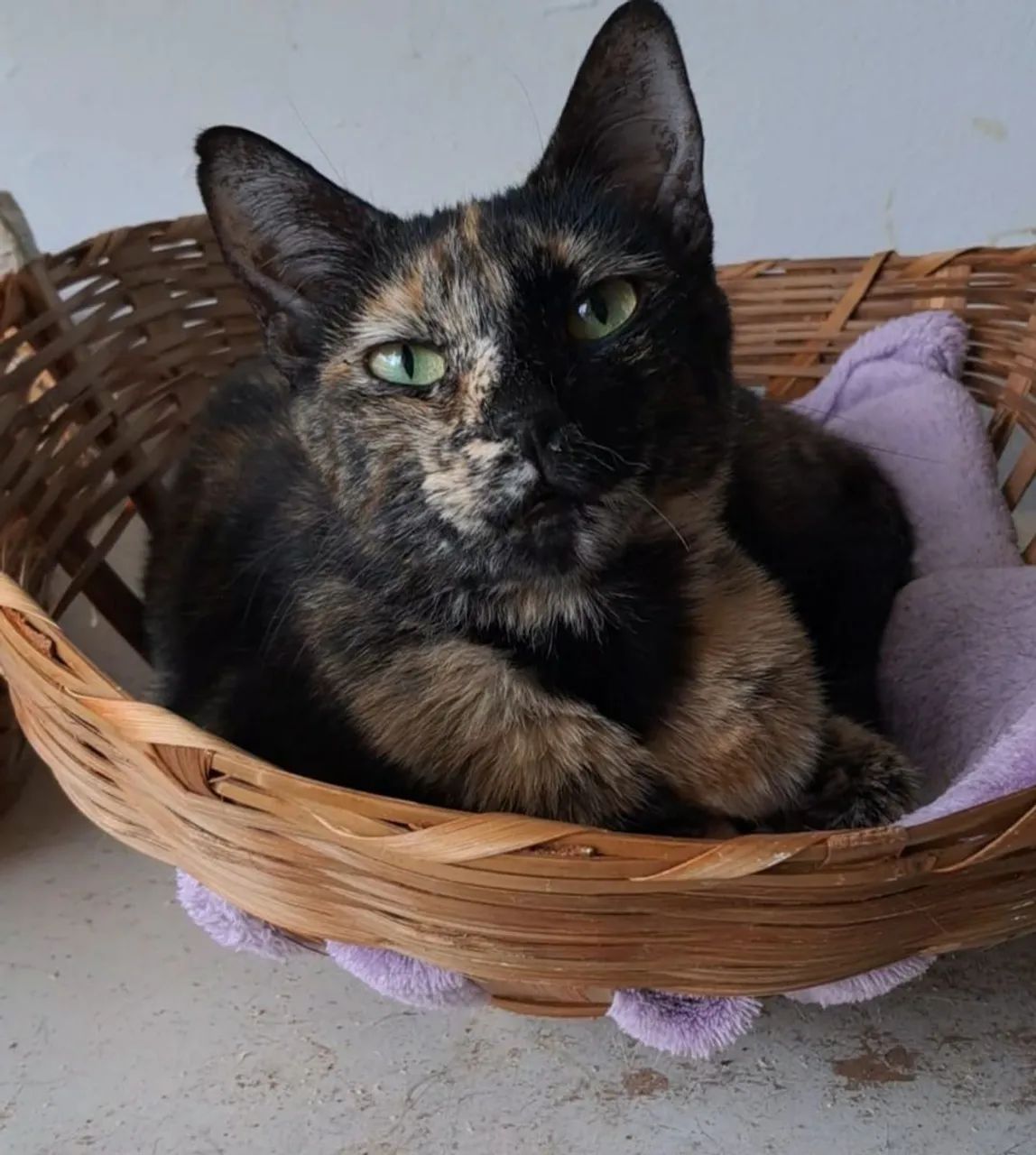 Gata Raquel para adoção  - Foto 5