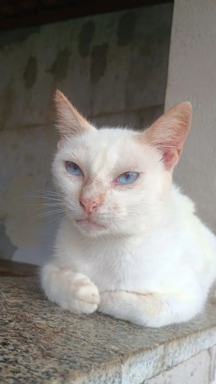 Doação Responsável Gata Castrada  - Foto 3