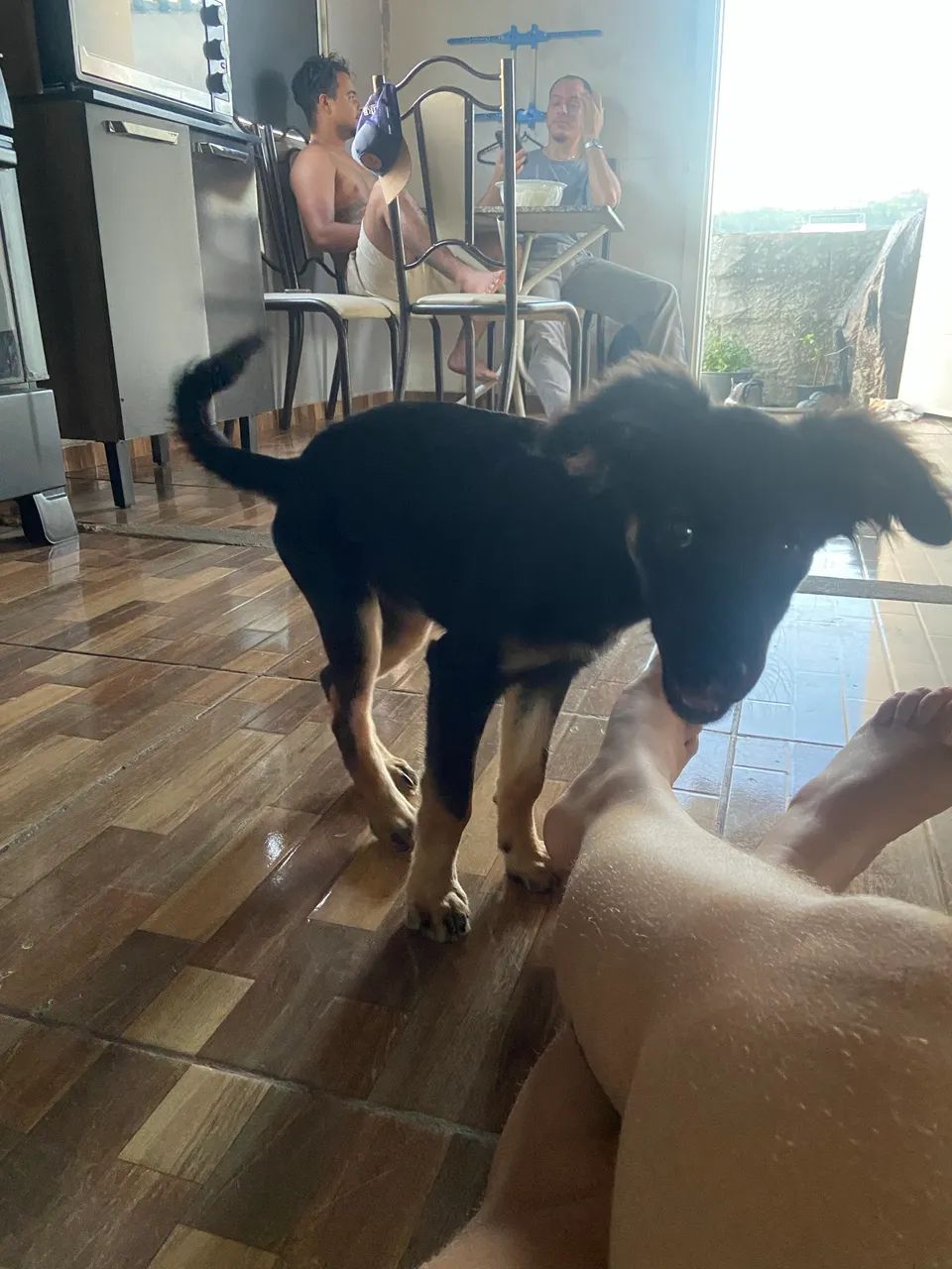 Cachorro  - Foto 3