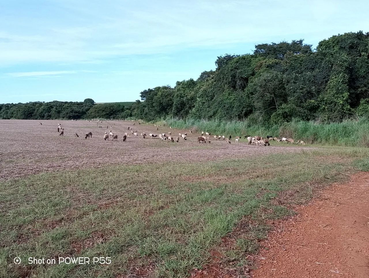Animais - Foto 2