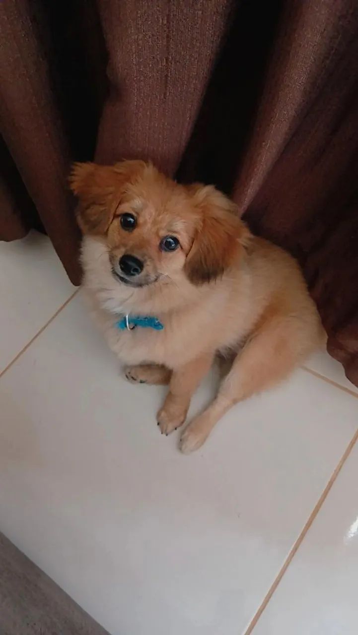 Vendo cachorro 