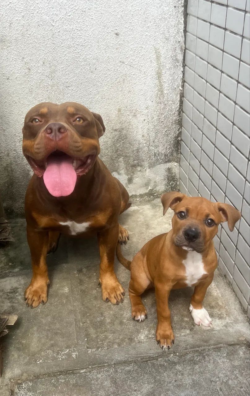 American Bully Pocket - Foto 3