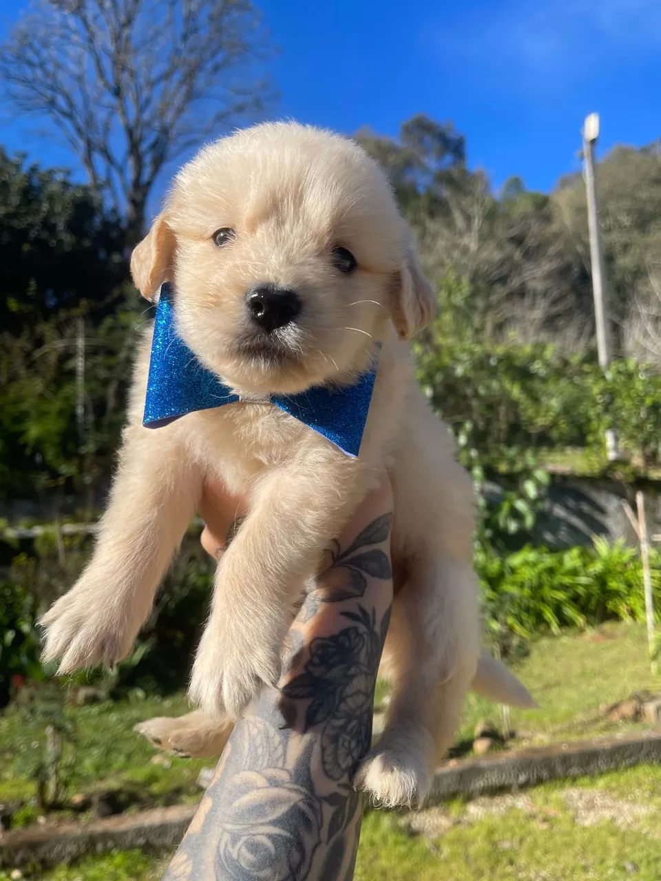 Golden Retriever com Pedigree - Foto 5