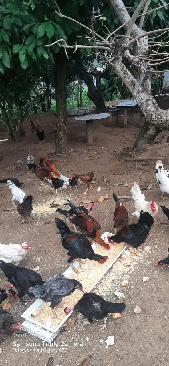 Galinhas da terra - Foto 3