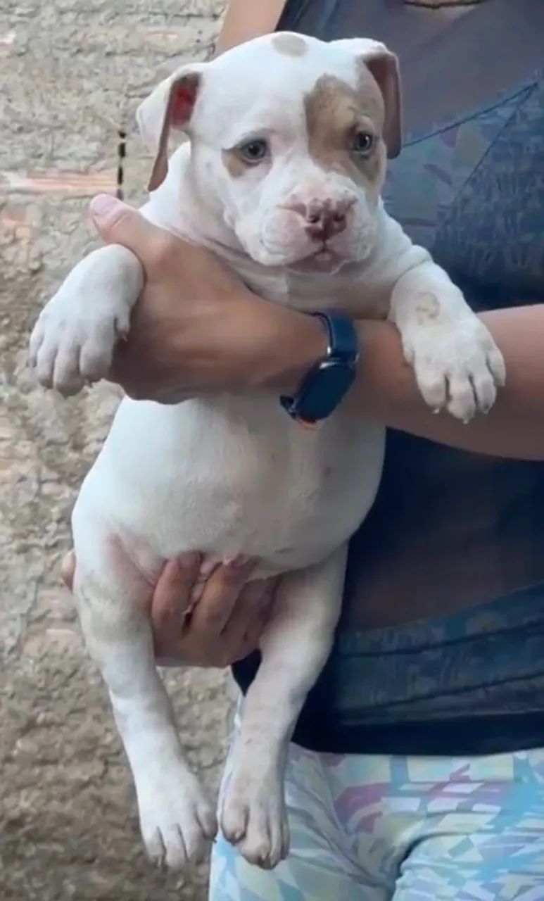 Fêmea disponível  - Foto 2