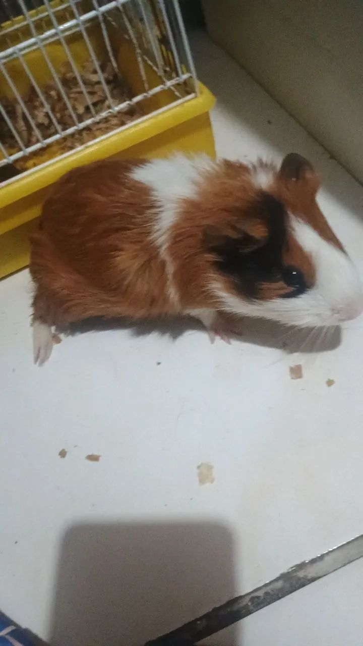 Porquinho da Índia 65576061819395121