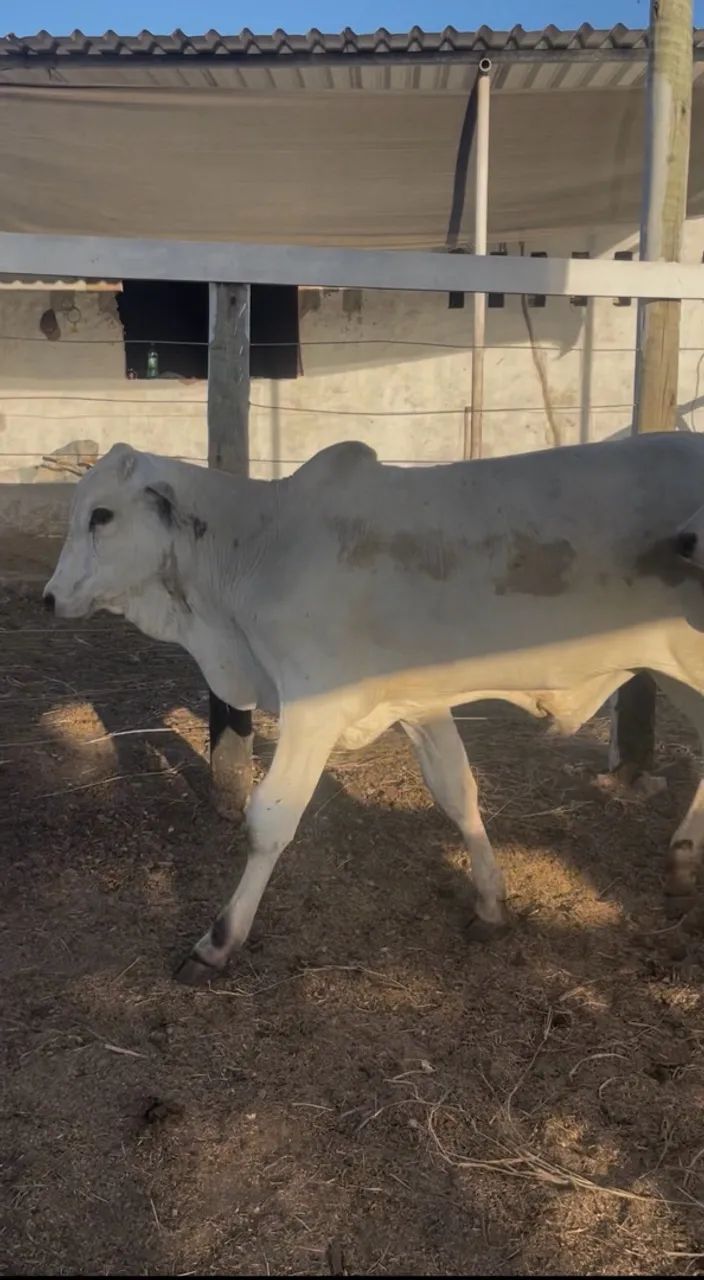 Bezerros Nelore 