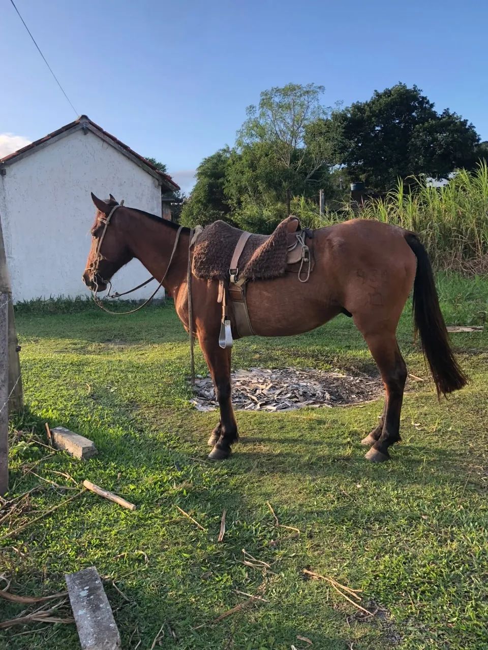 Cavalo criolo  - Foto 2