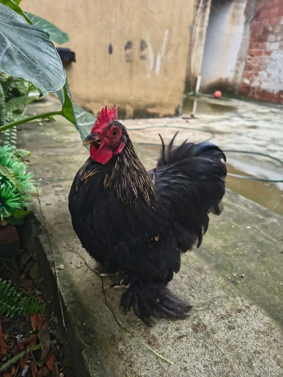 Frango Mine cochin