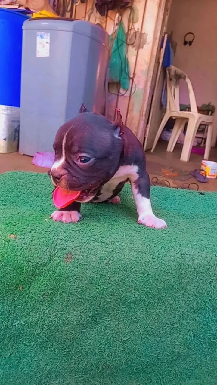 American Bully