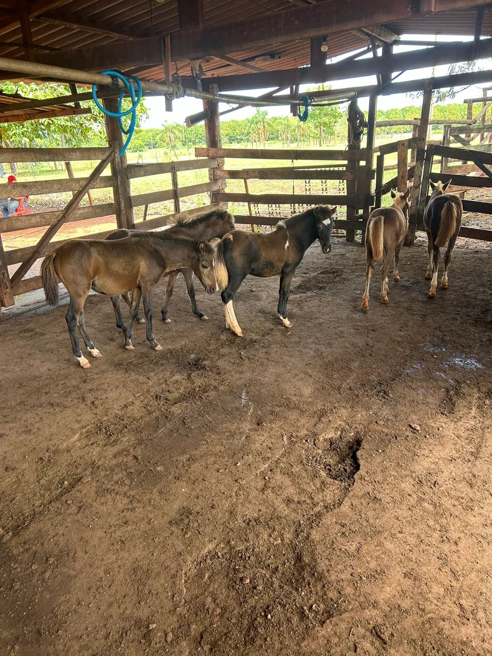 Pôneis lote  - Foto 5