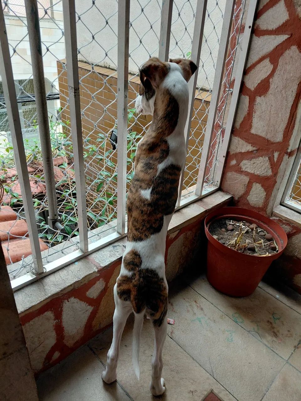 Doação de cachorro  - Foto 3