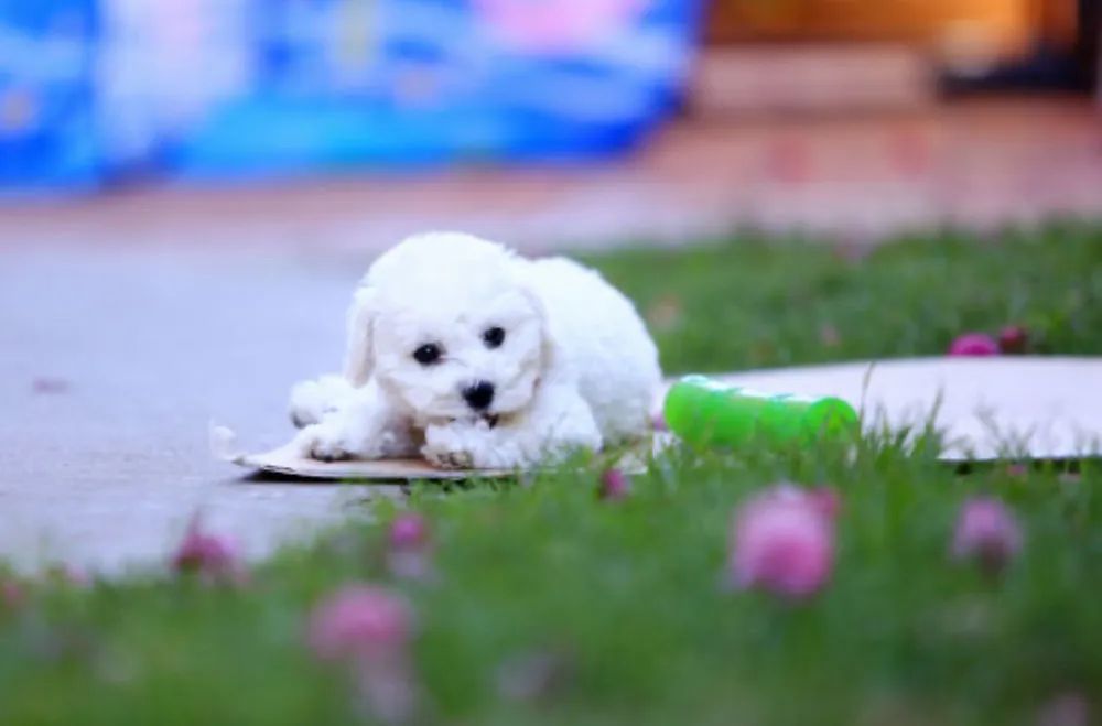 Bichon frise 