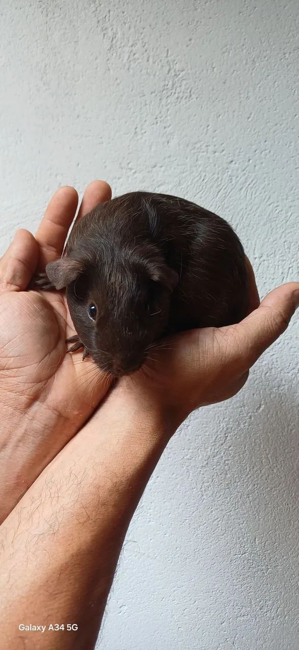 Porquinho da Índia Filhote  - Foto 2