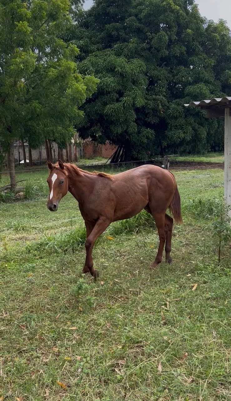 Potra quarto de milha PO  - Foto 2