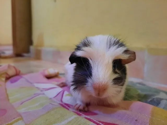 Porquinho da índia raça Coronet - Foto 2