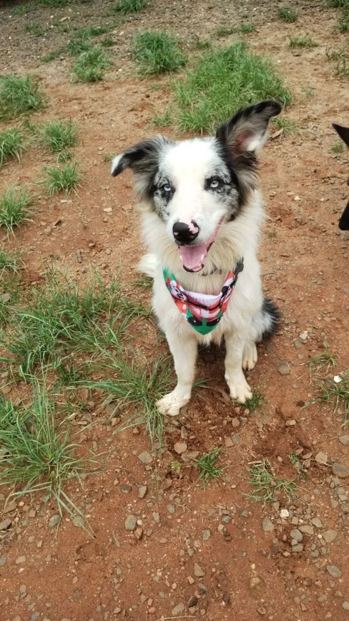 Border Collie Blue Merle  - Foto 4