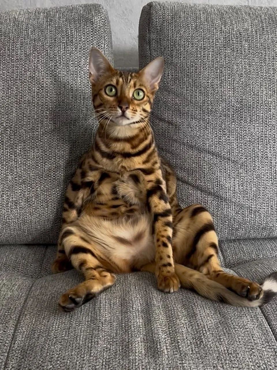Bengal Cat Fêmea 