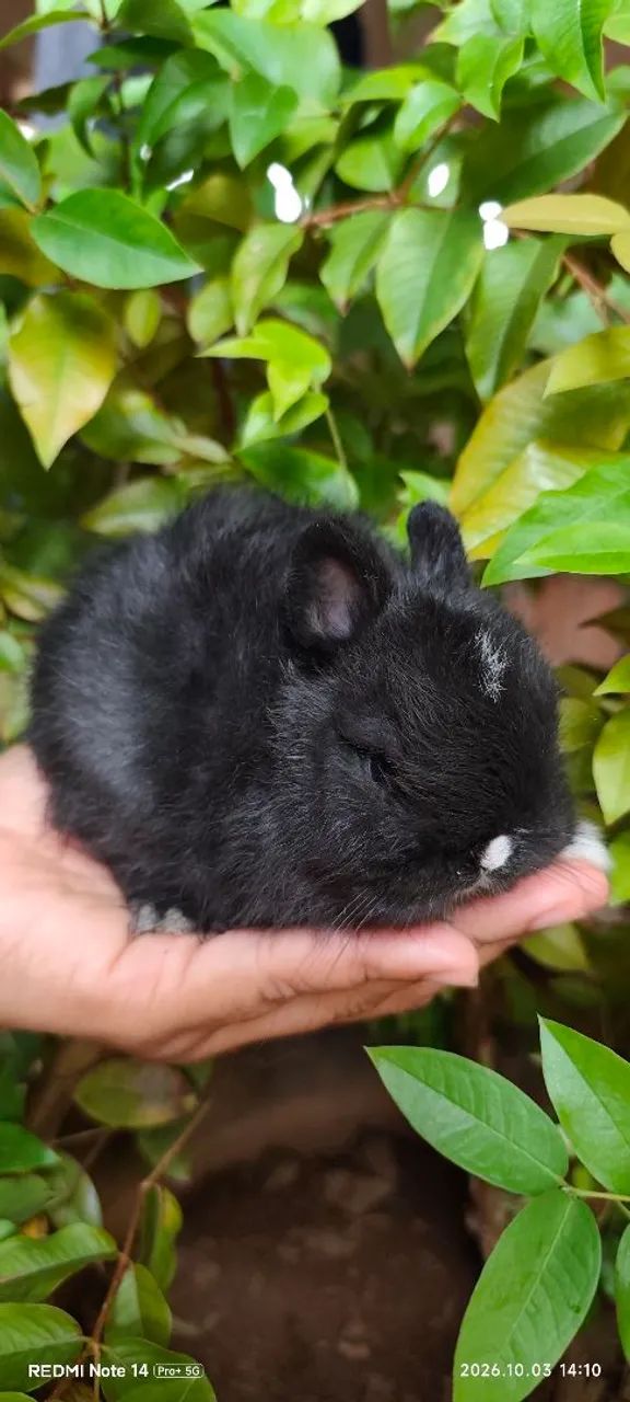 Anão Netherlands Dwarf macho - Foto 2